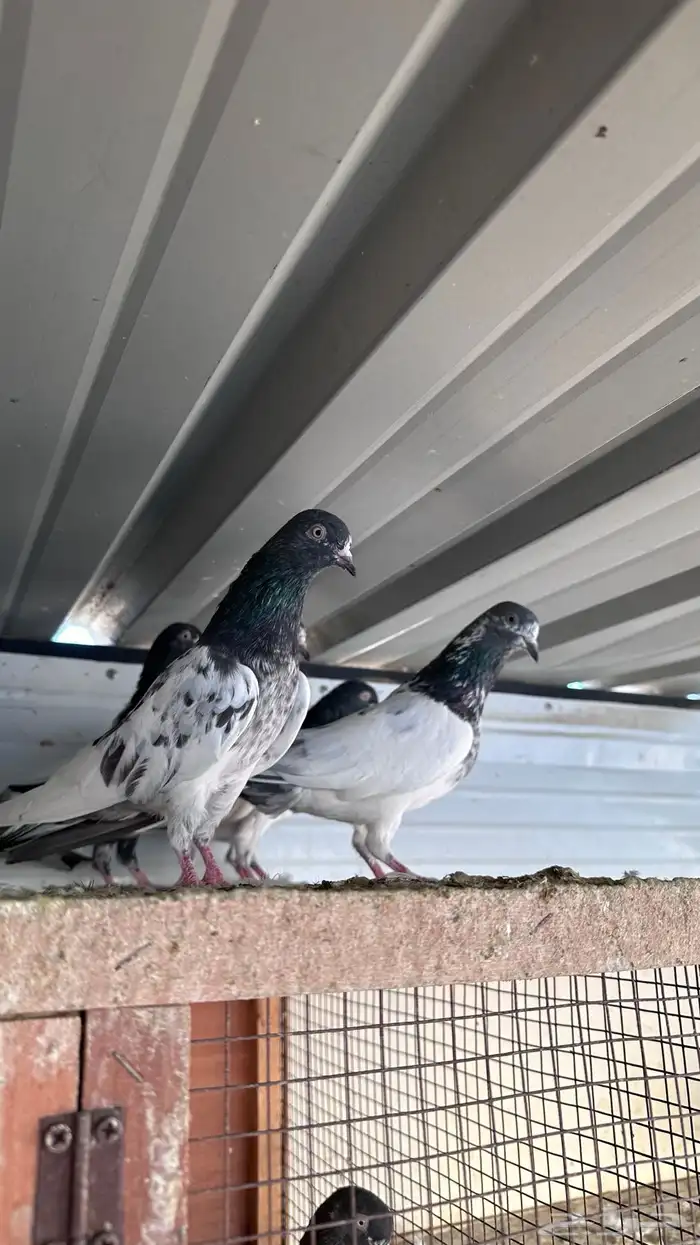 حمام باكستاني 9