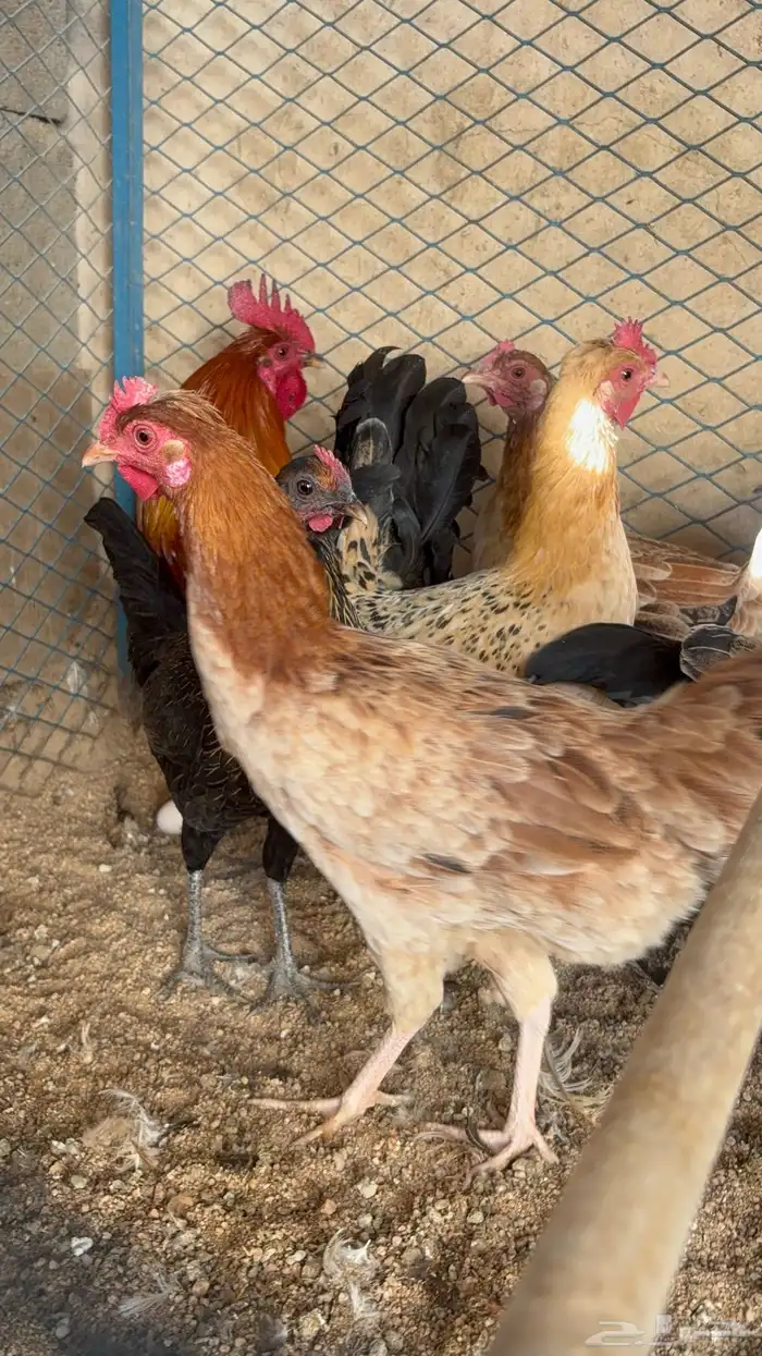 دجاج بياض بلدي اصيل 33