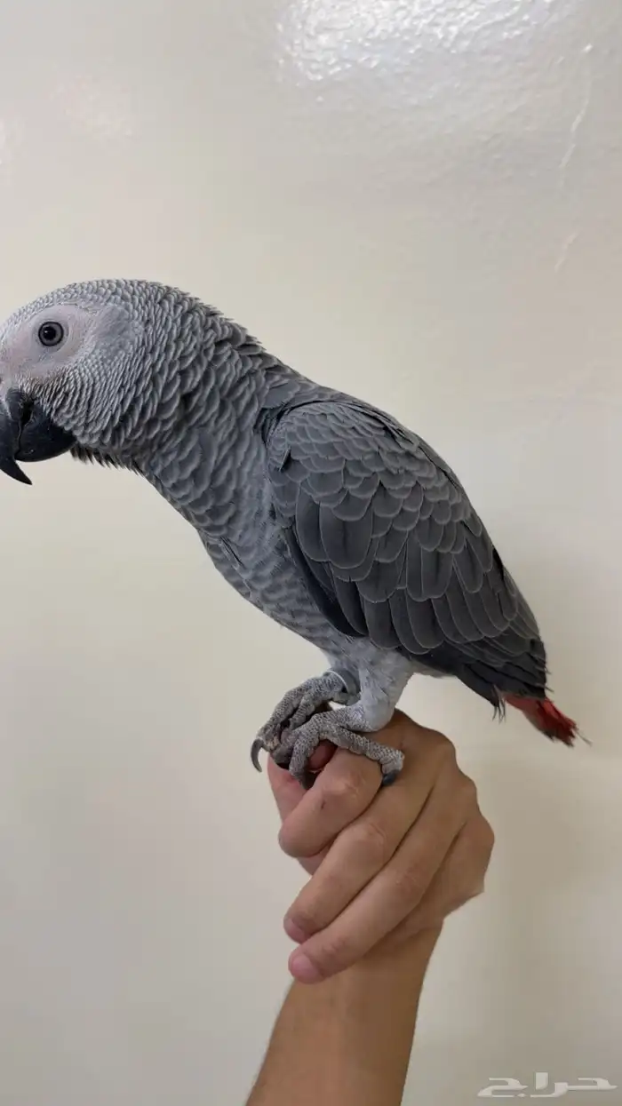 كاسكو اليف 1