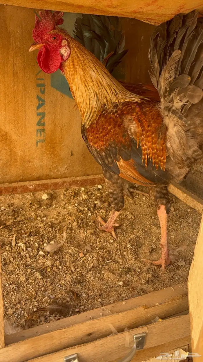 دجاج بياض بلدي اصيل 35