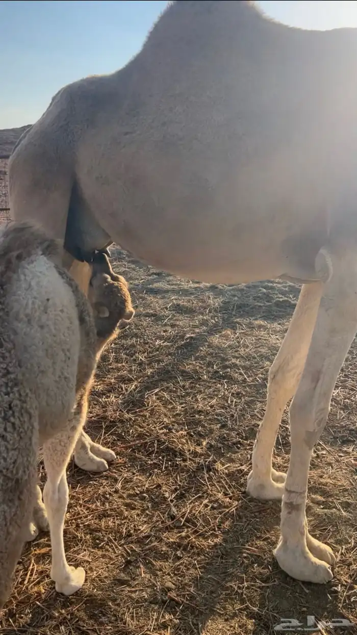 نياق خلفات مصاغير طياب شرط 8