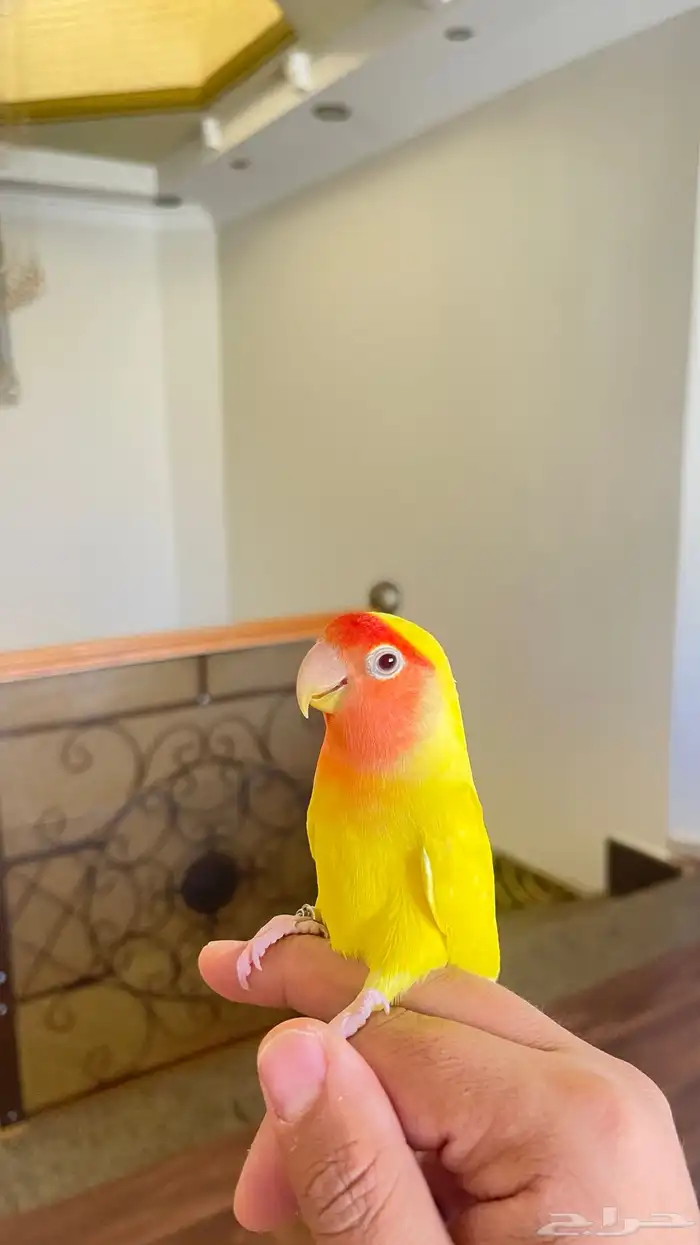 طير زور اليف 2