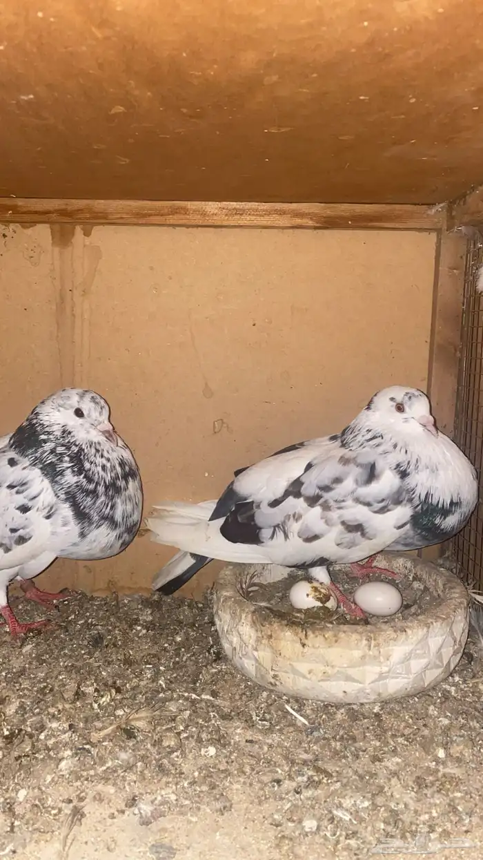 نفاخ اسباني 2