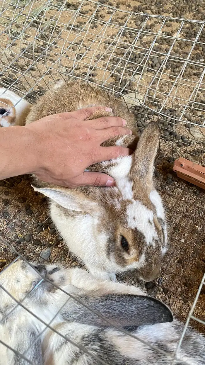 للبيع ذكور أرانب العدد 4 العمر سنه سليمه من جميع الأمراض 4