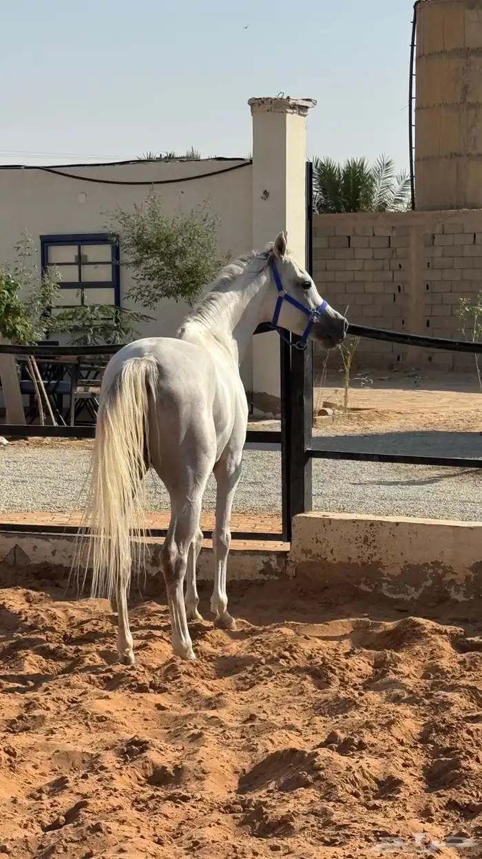 حصان واهو عربي 0