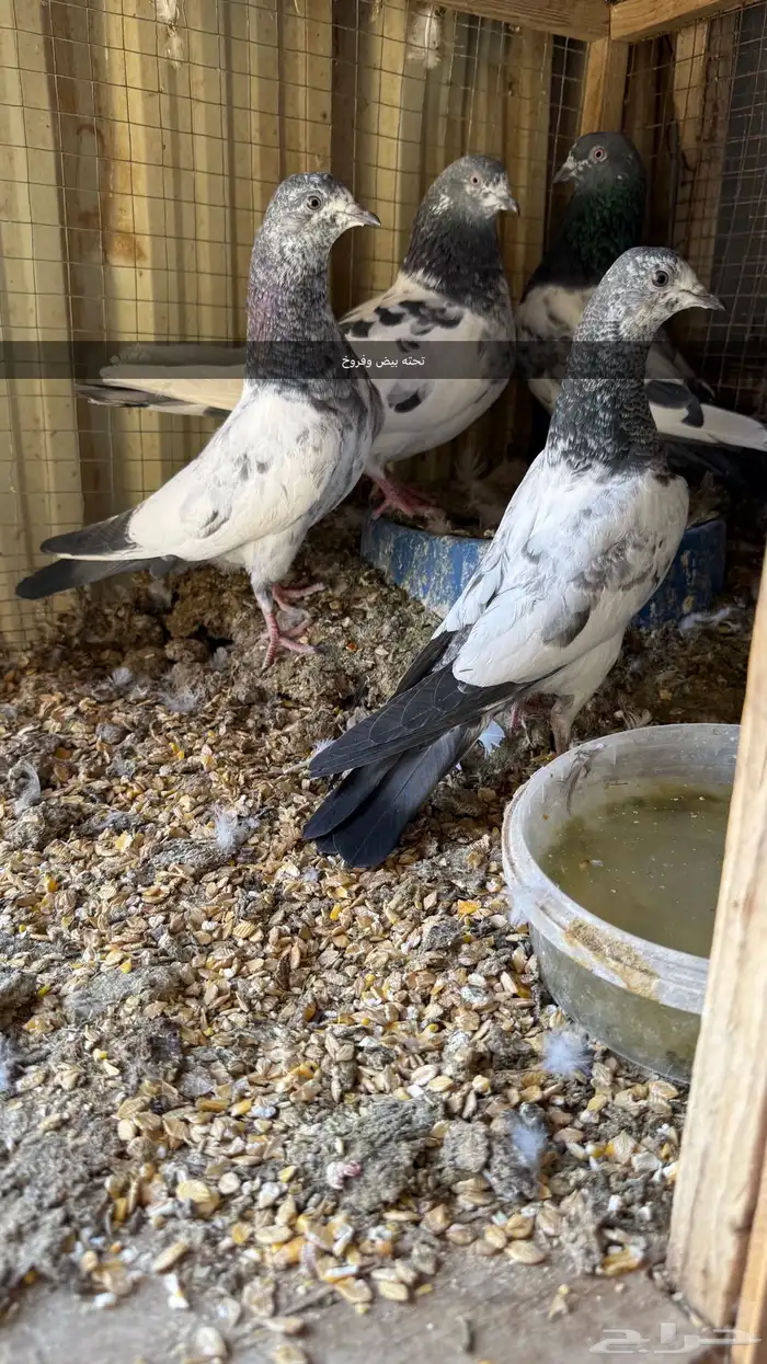 حمام بكستاني شرط مطير ونتاج 2
