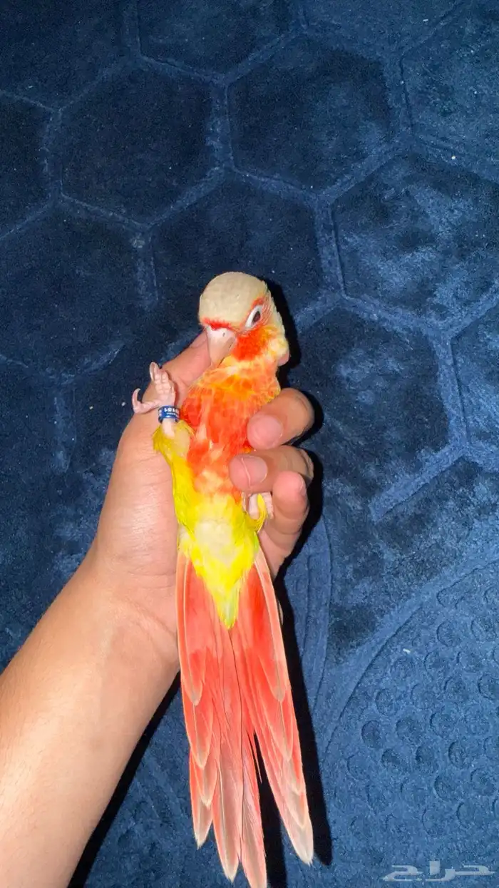 ماشاءالله كنيور اناناس دبل رد فاكتور . 2