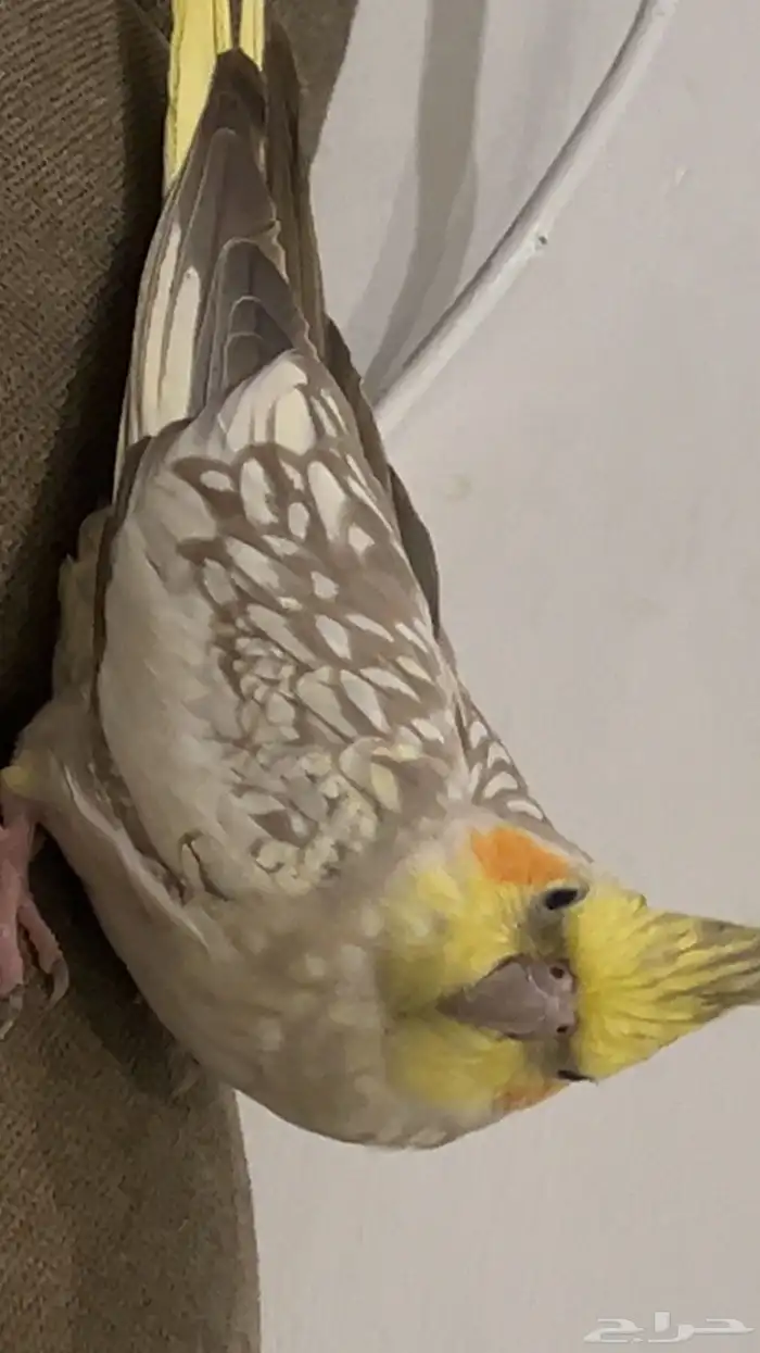 عصفور كروان انثى للبيع 2