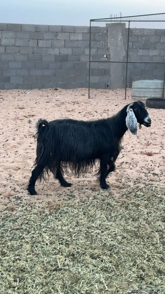 معزا دفيع مقاريب 4