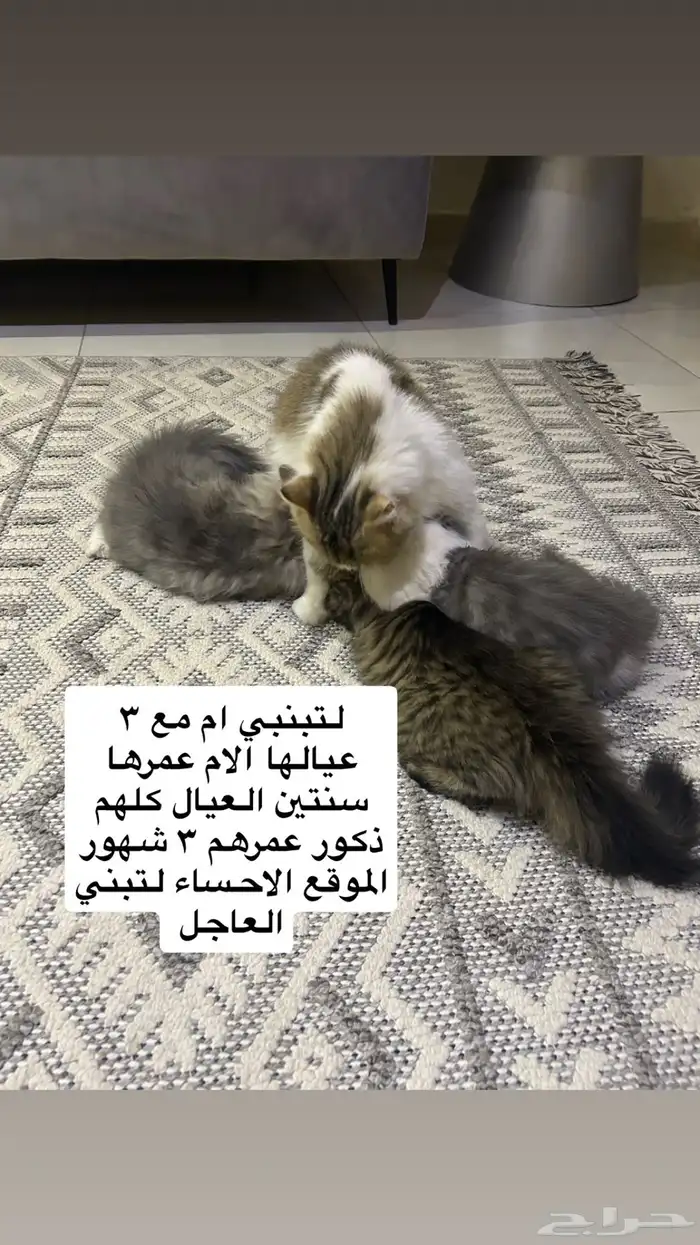 قطط لتبني ام مع 2عيالها 0