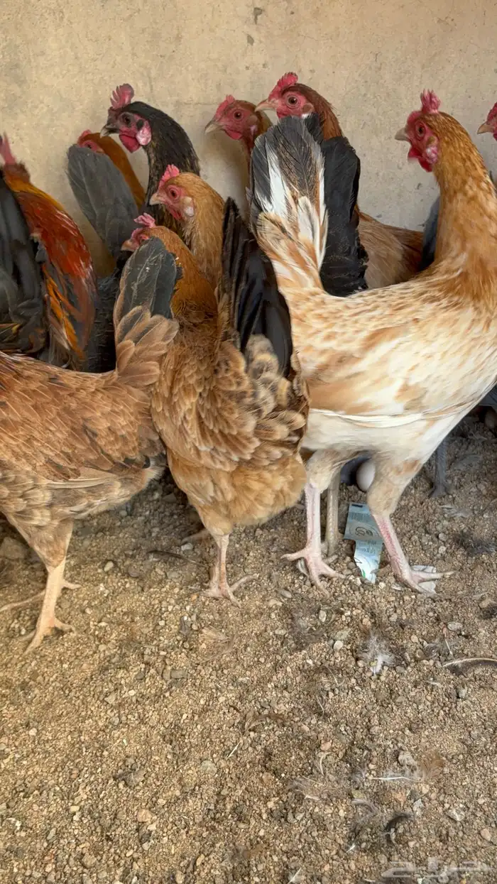 دجاج بياض بلدي اصيل 28