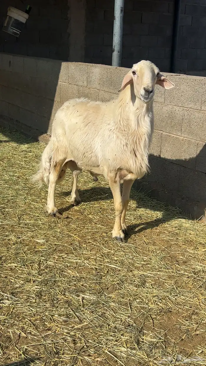 فحل اصفر ع الشرط يضرب 0