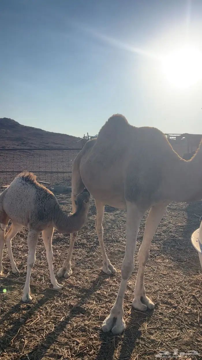 نياق خلفات مصاغير طياب شرط 0