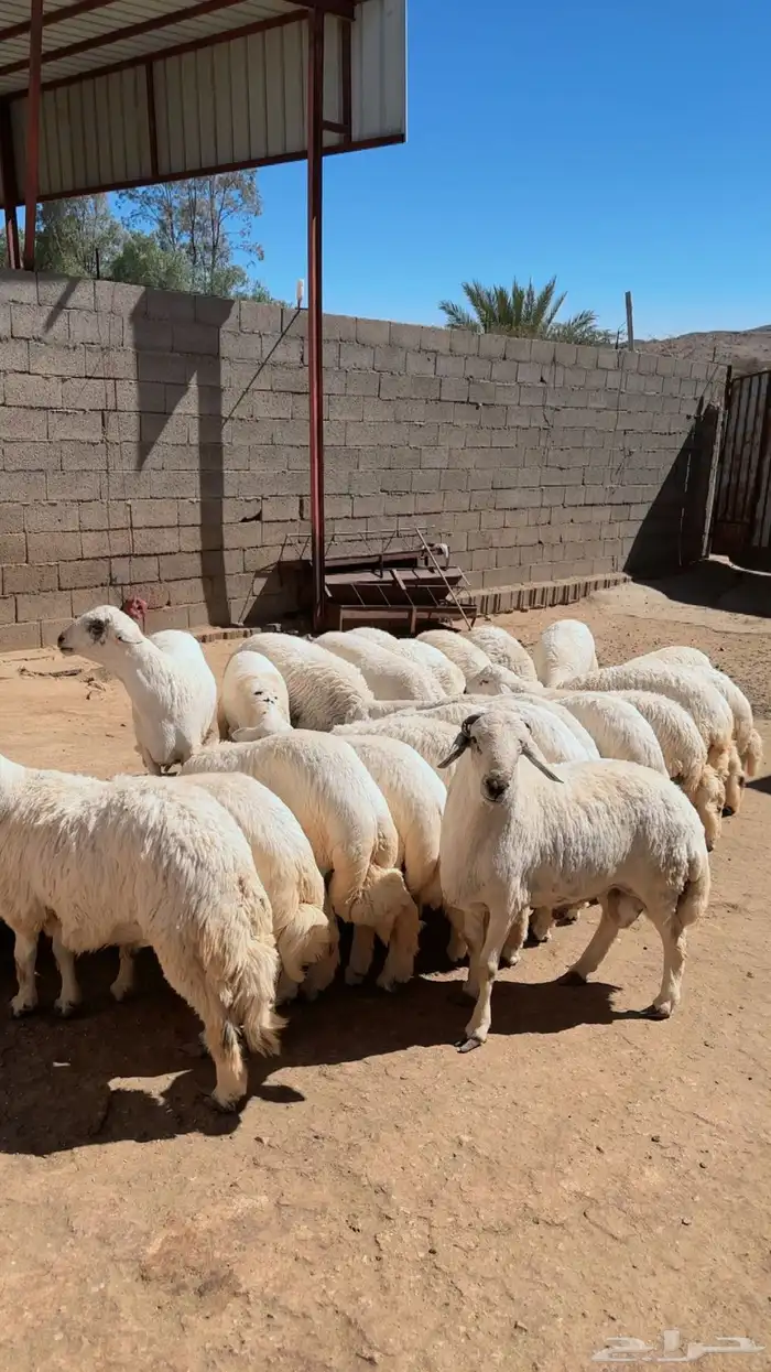 للبيع خرفان 1