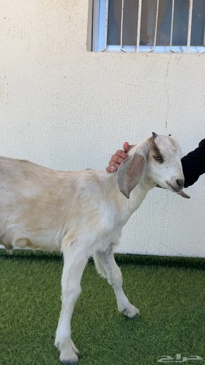 تيس نضيف وأليف 0