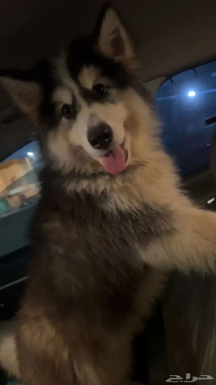 كلب هاسكي مالموت مطعم معا جواز سفر 3