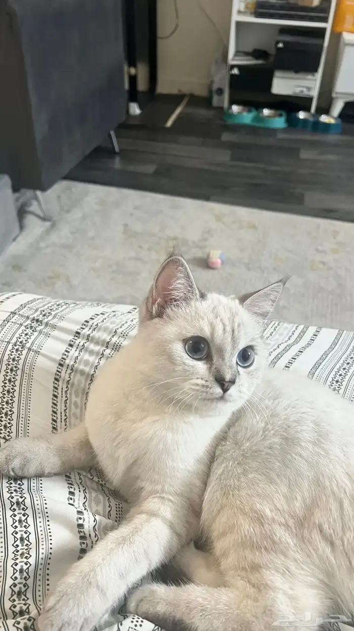 سكوتش استريت للتبني 0