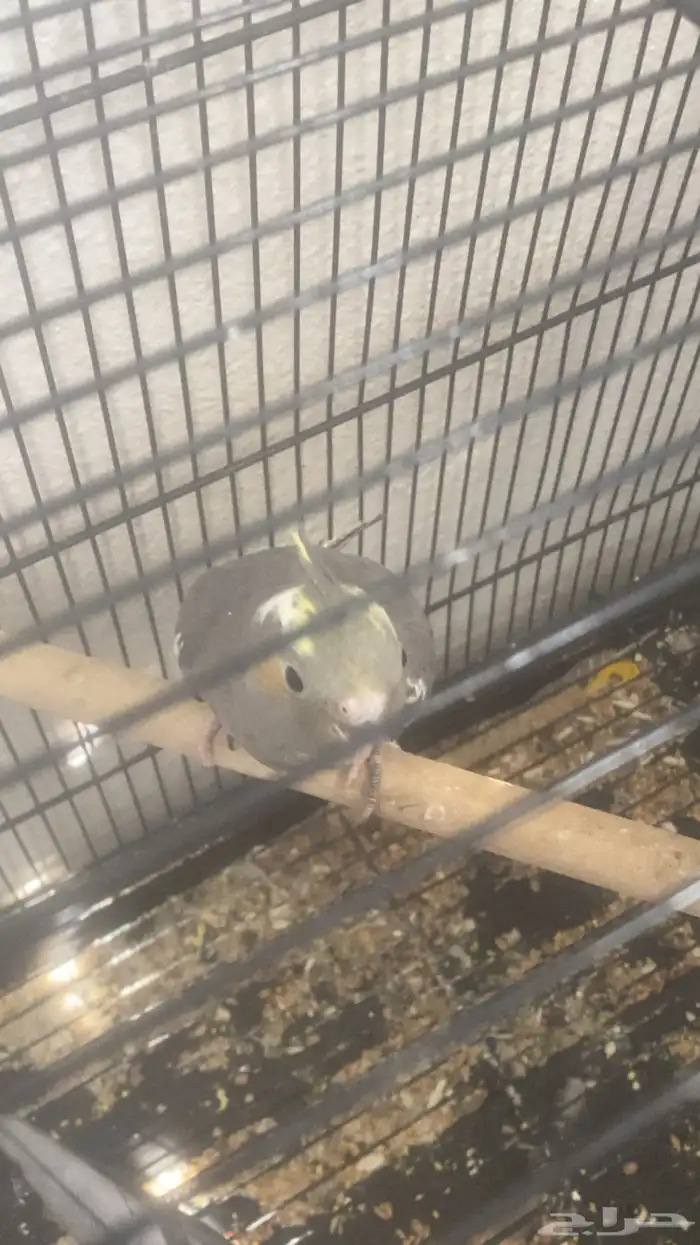 فرخ كروان انثى مفطومه 1