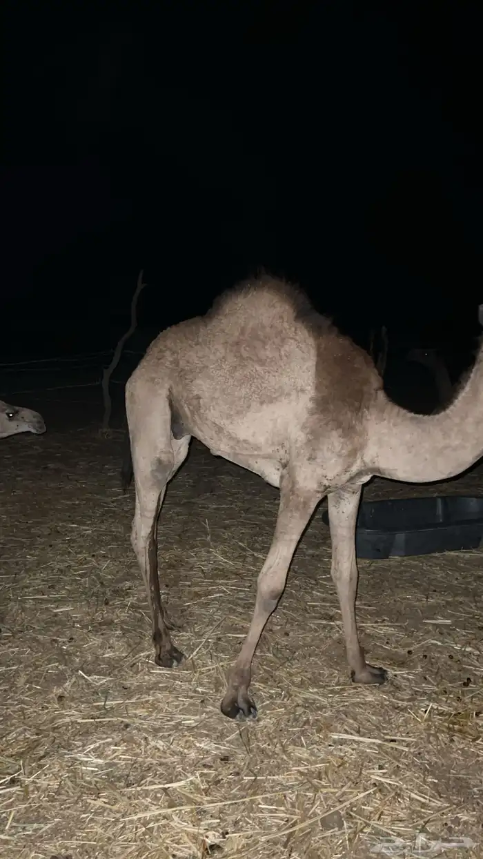 قعود كفو للبيع 1