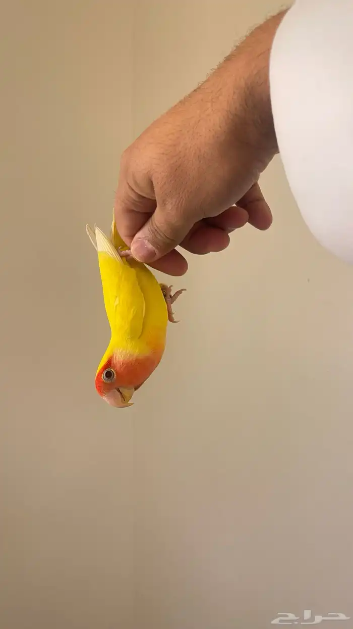 طير زور اليف 0