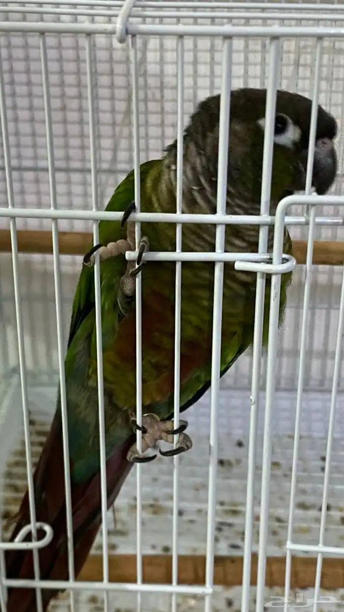 بغبغاء   ببغاء   للبيع 2