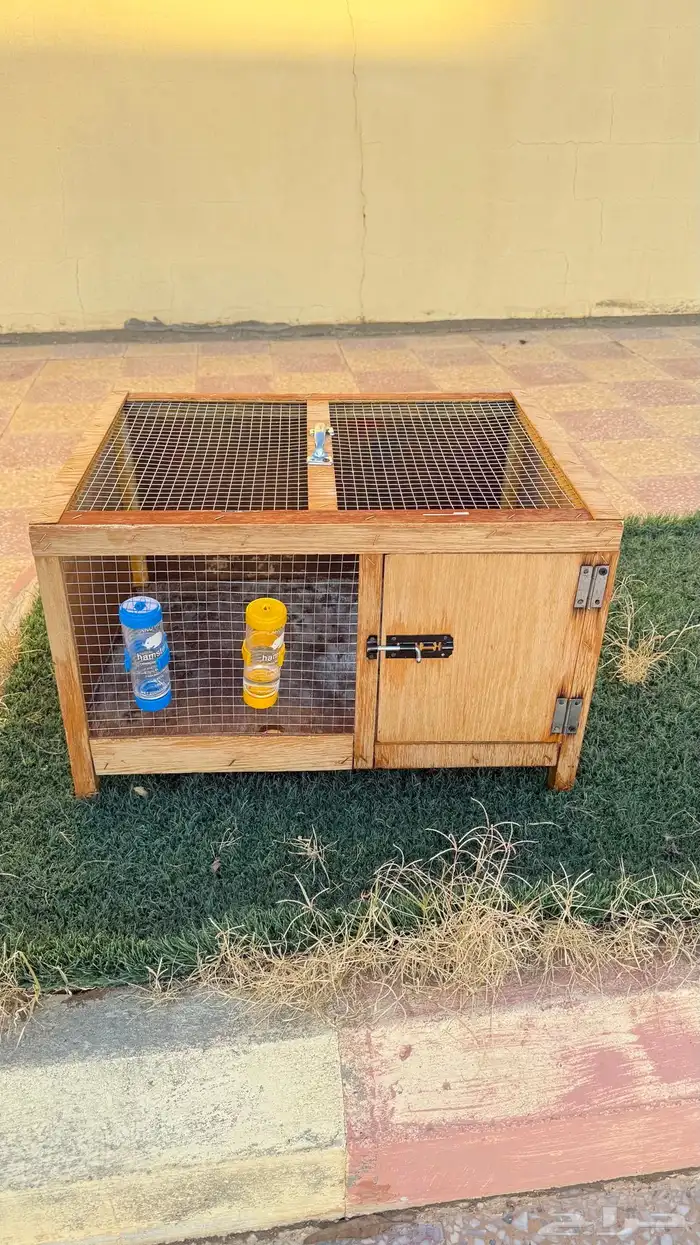 أرانب ايطالي للبيع 4