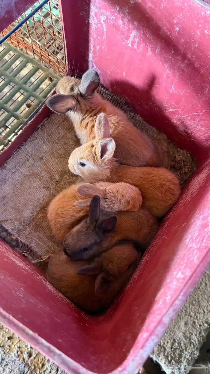 ارانب شانشلا عملاق 1