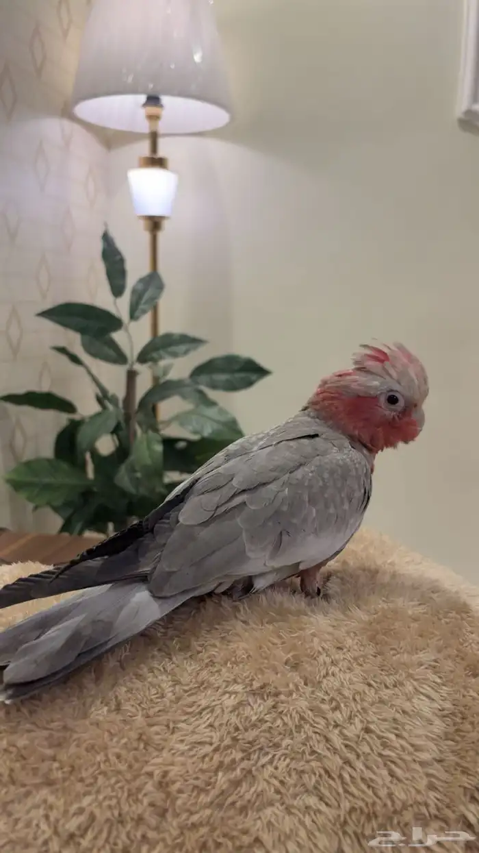 كوكاتو قالا اليفه جدا 3