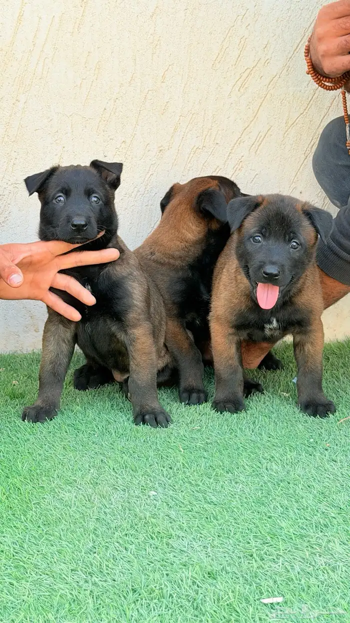 كلاب مالينو 0