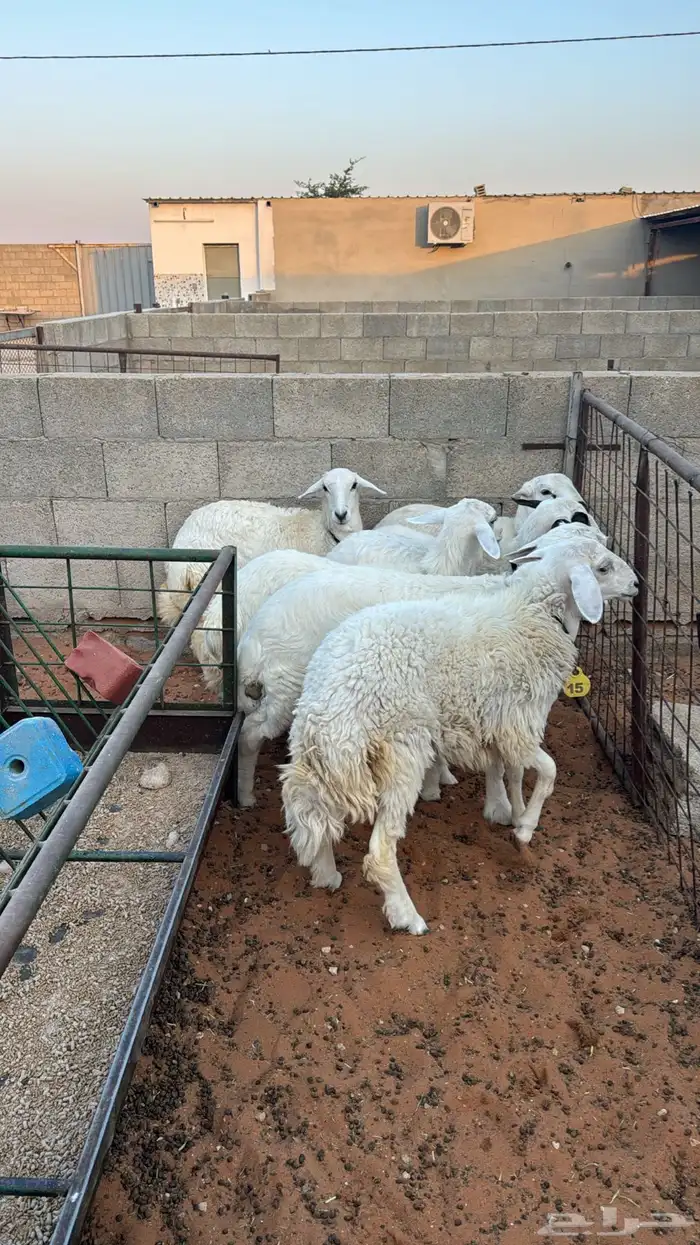 ذبايح حريات طيبات 0