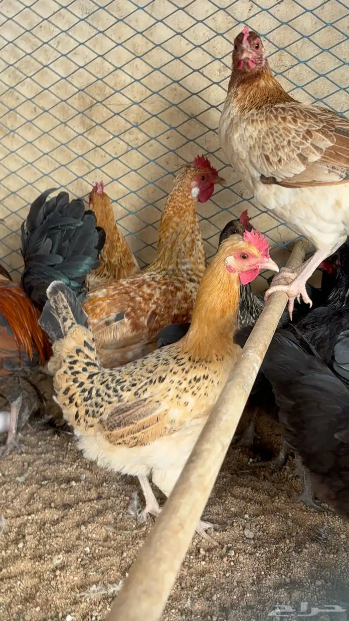 دجاج بياض بلدي اصيل 48