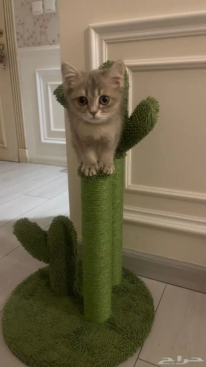 قط ذكر هجين سكوتش و شيرازي للبيع 11