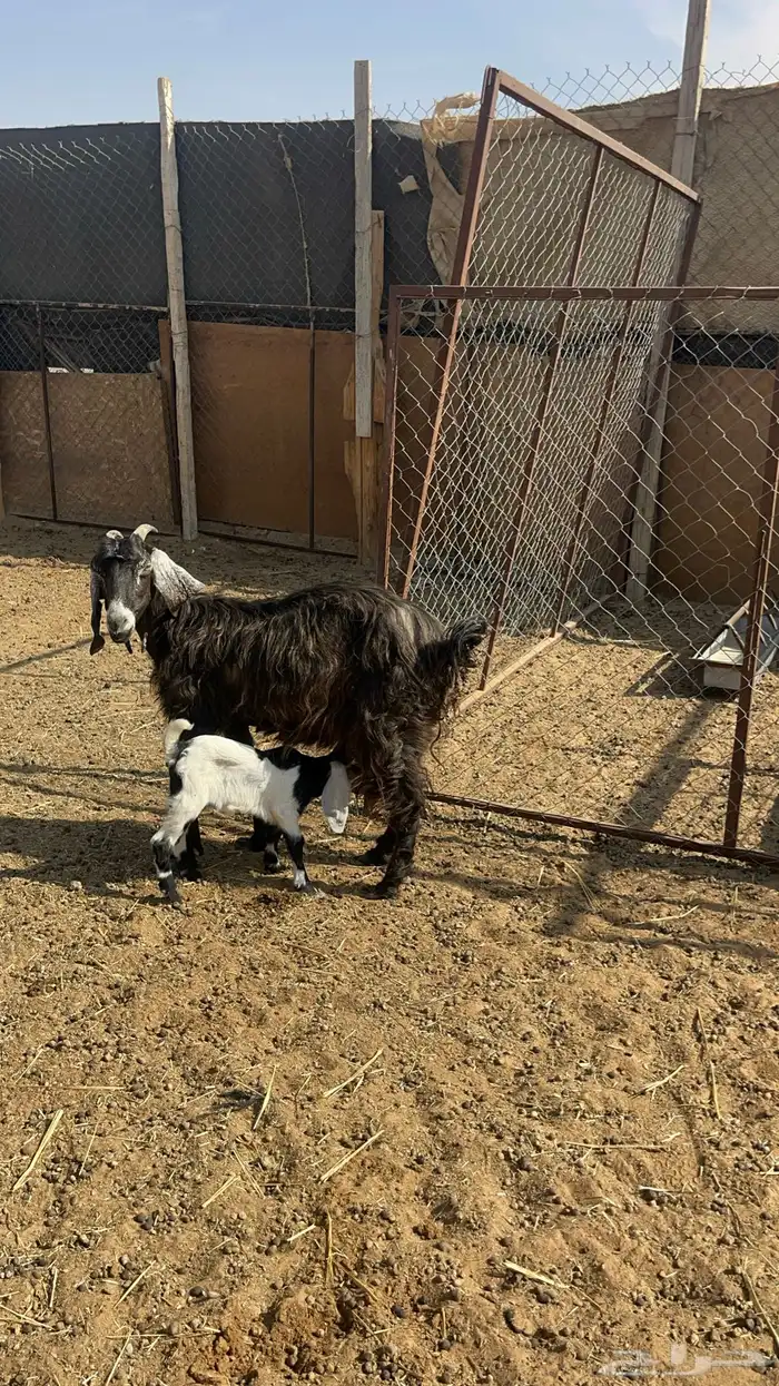 عنز معها جفره 1