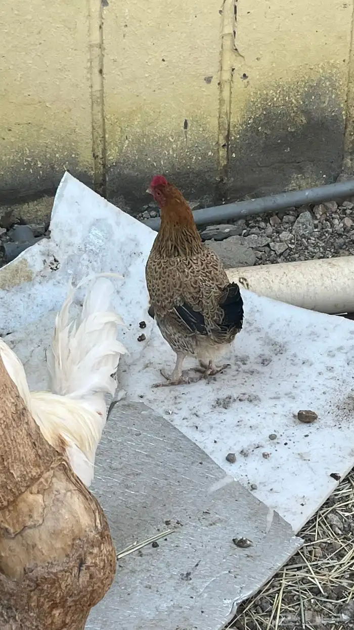 دجاج للبيع 3