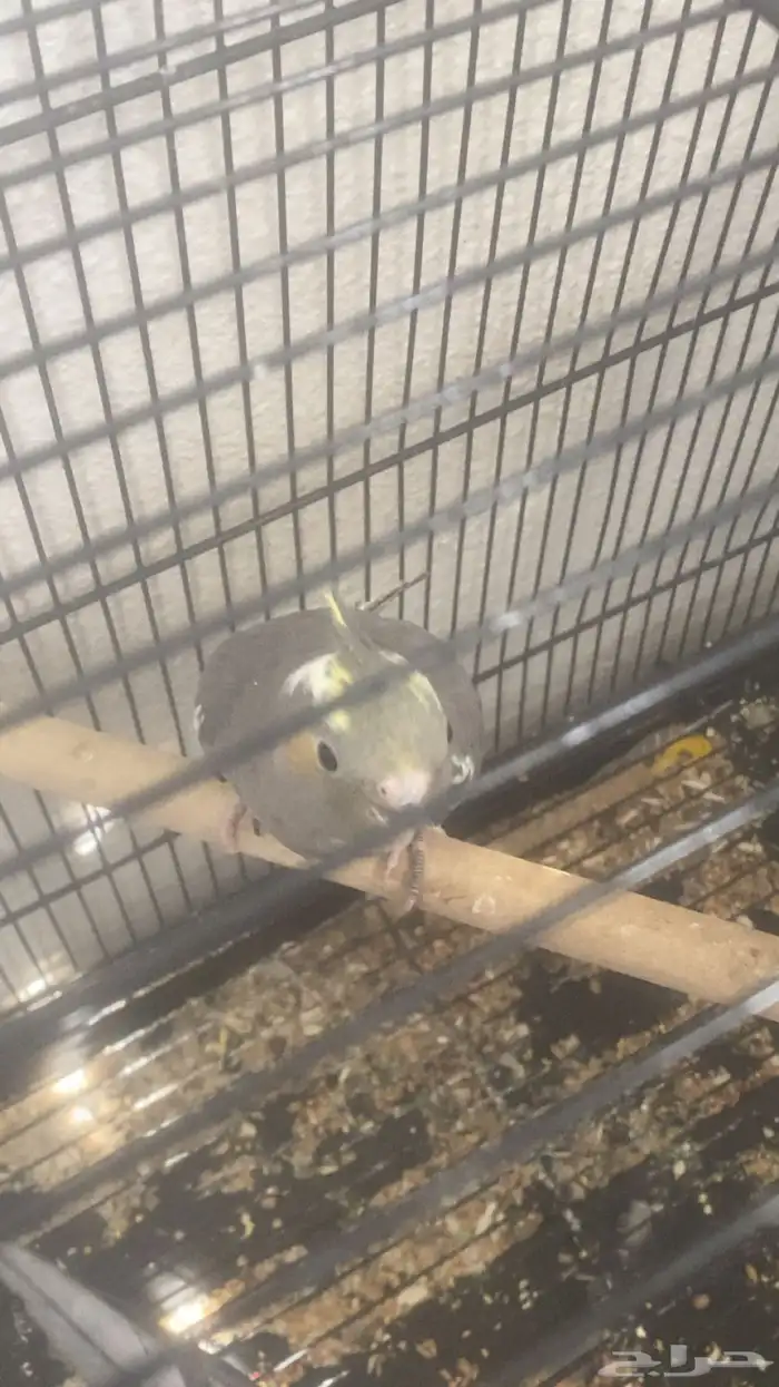 فرخ كروان انثى مفطومه 4