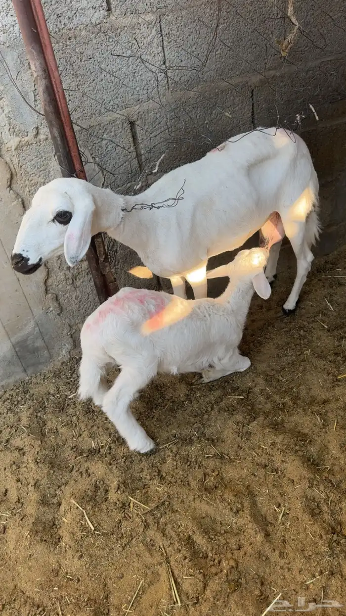 للبيع شاتين ثنيه ورباع بيشة 0