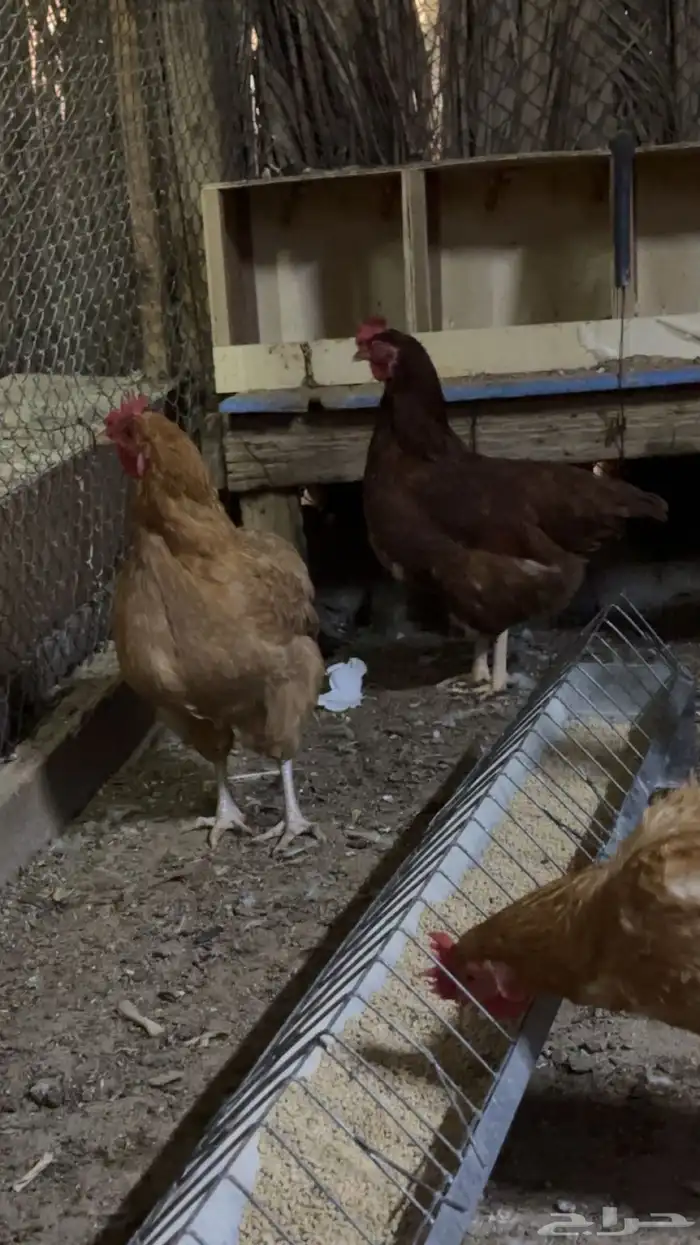 لوهمان براون اصل 2