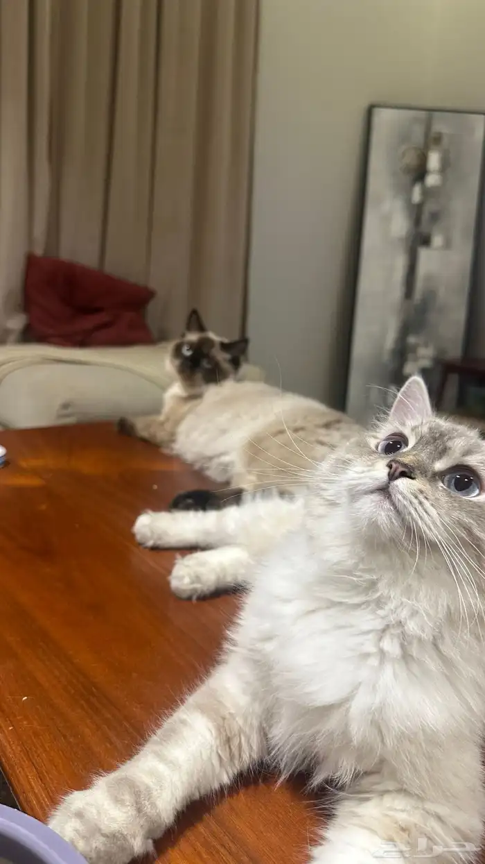 قطه هملايا شيرازي وقط هملايا 3