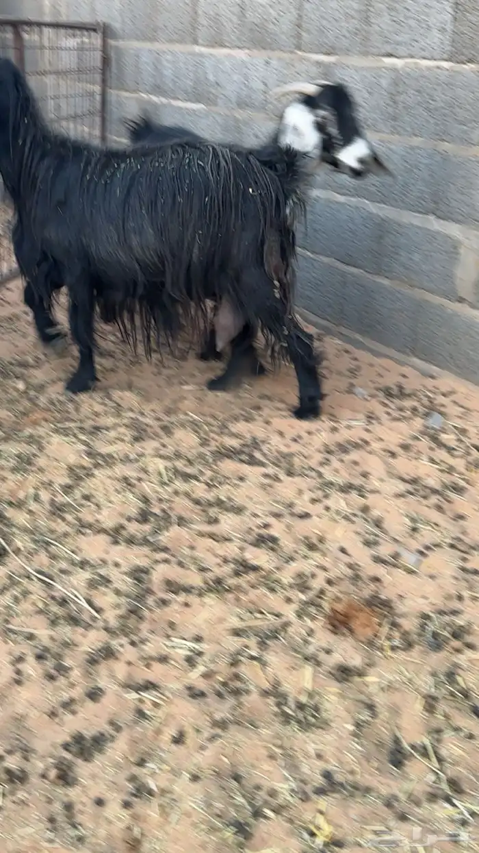 معزا دفيع مقاريب 3