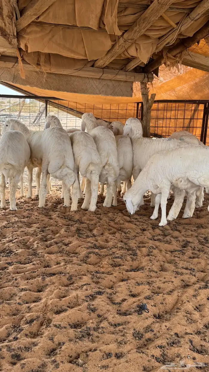 بهم حري للبيع 0