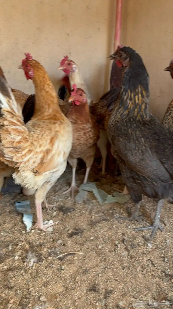 دجاج بياض بلدي اصيل 27