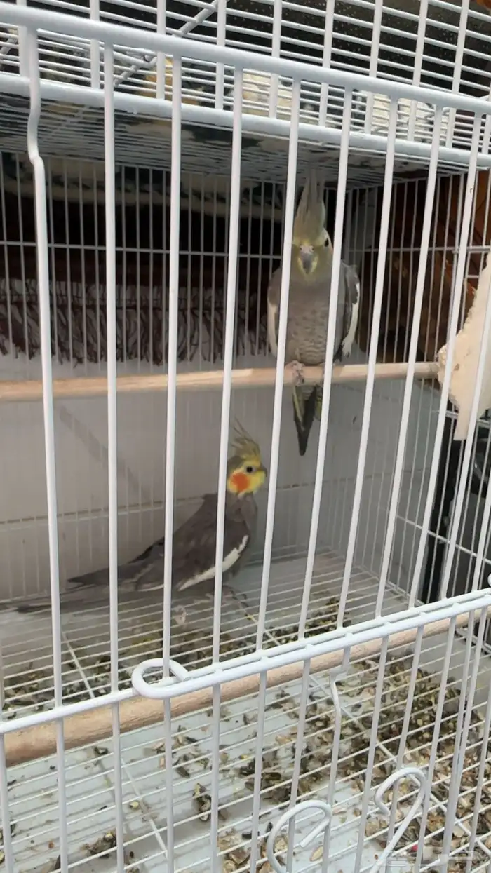 زوج كروان باقي صغار 0