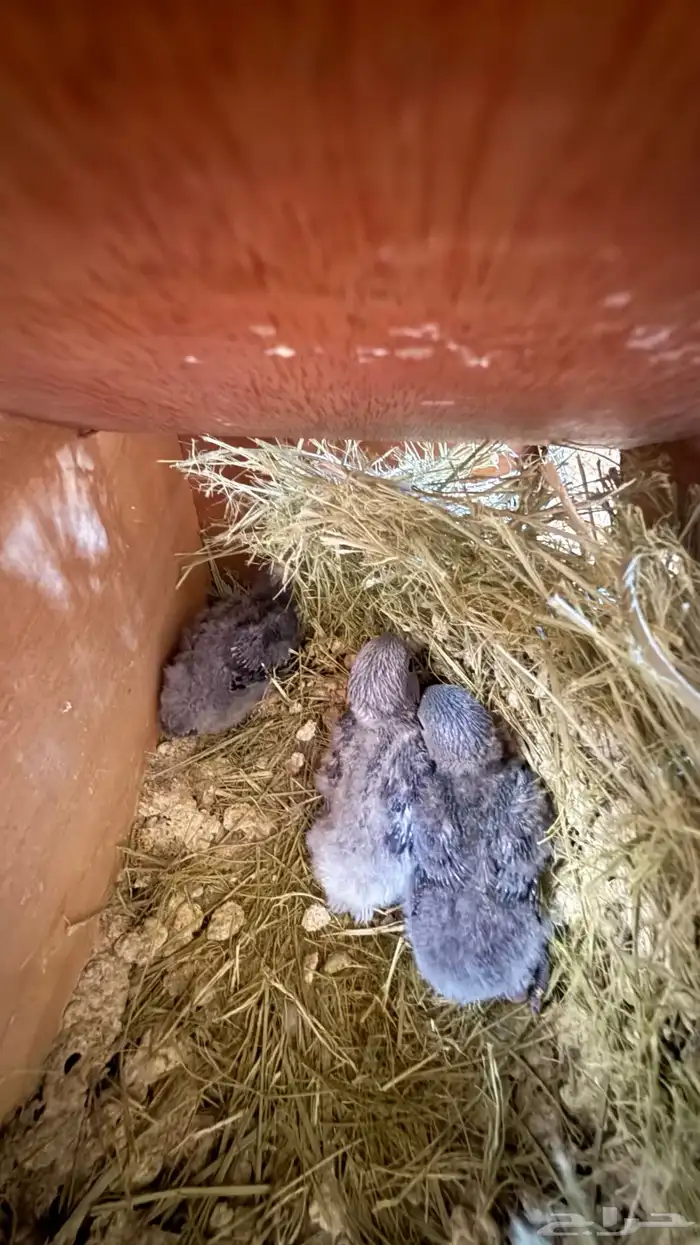 للبيع زوج روز مع انتاجة 2