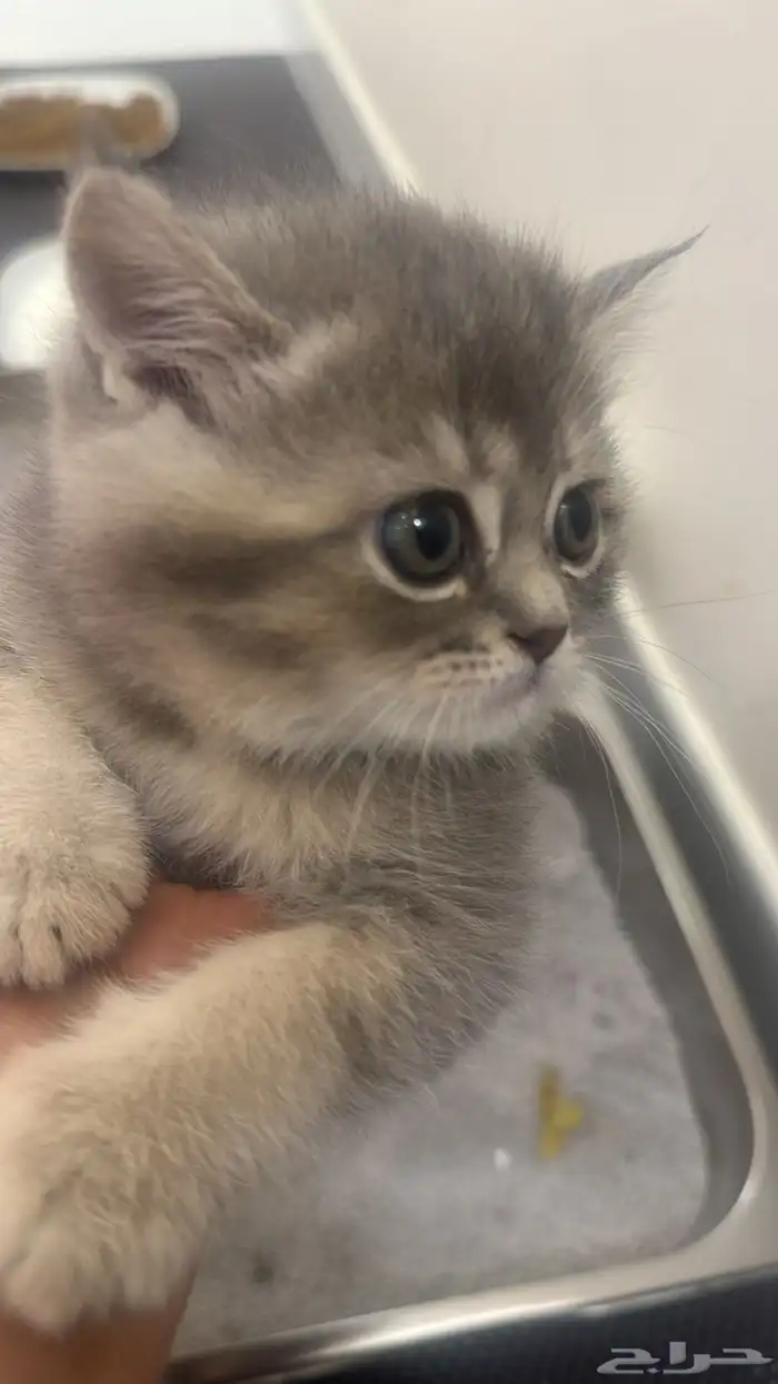 قطه للبيع 1