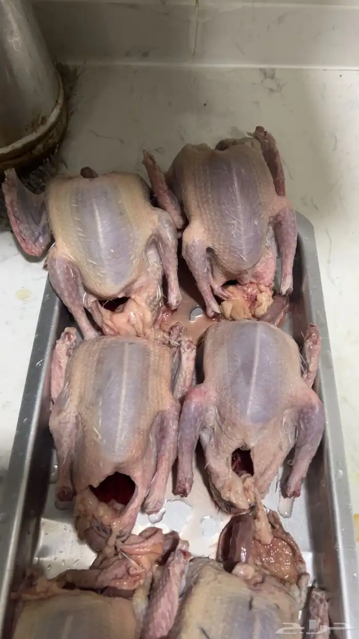 فروخ حمام للبيع فرنسي سلفر زاجل عل 25 مذبوح شحم 0