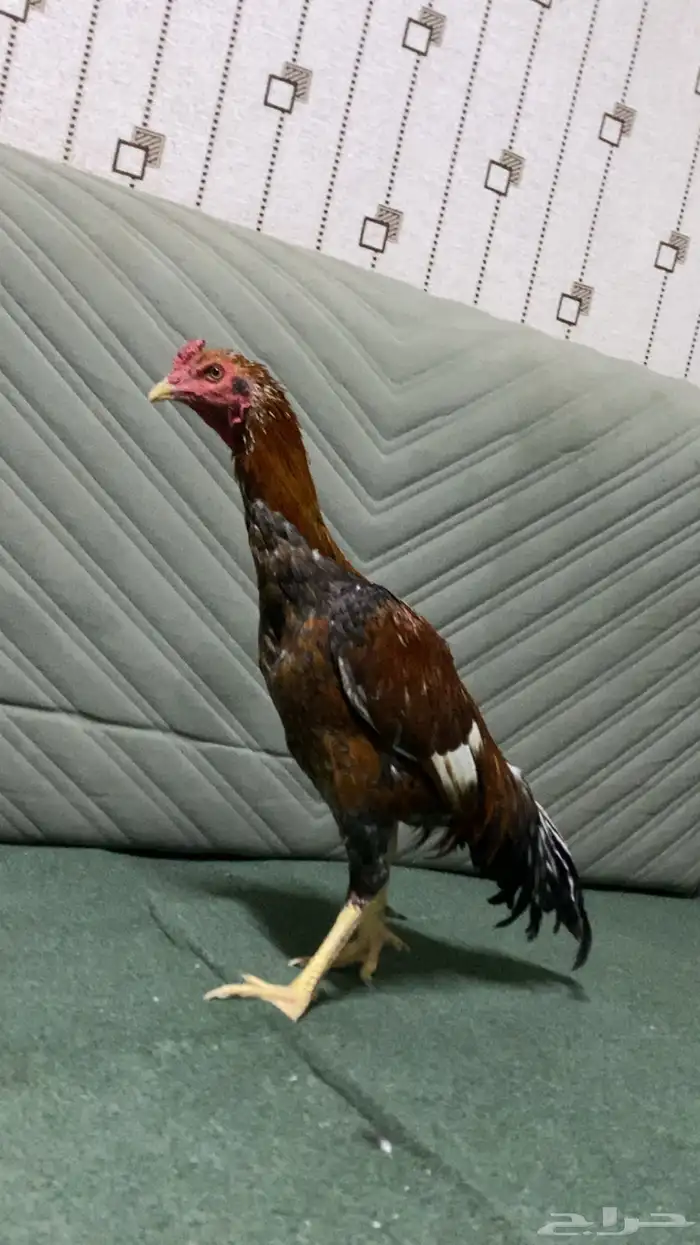 ديك باكستاني سندي سلالة غبشان للبيع 3