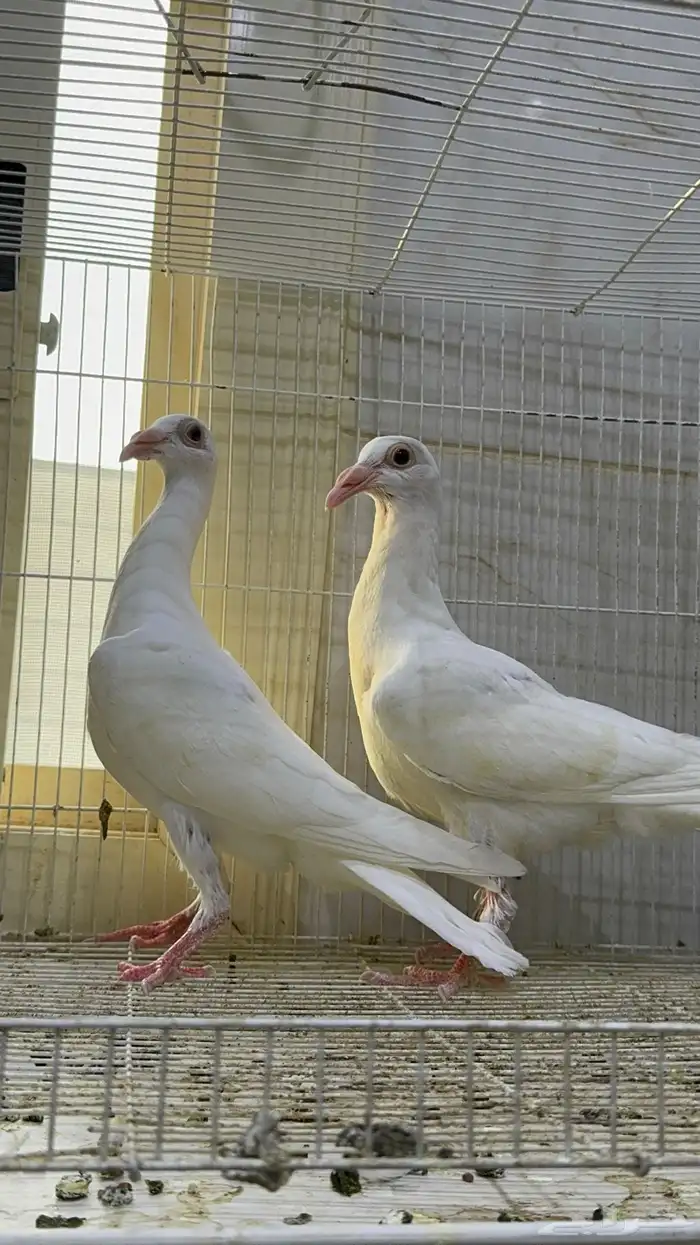 طبات كارير ابيض 0