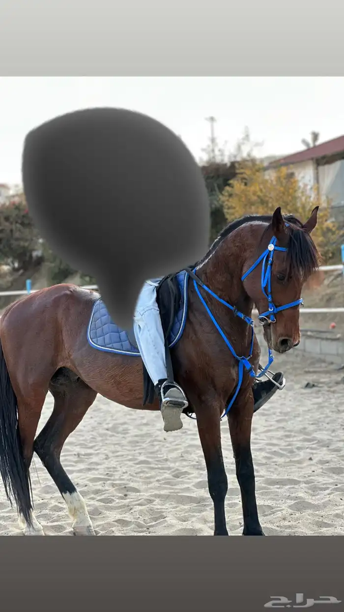 حصان للبيع 0