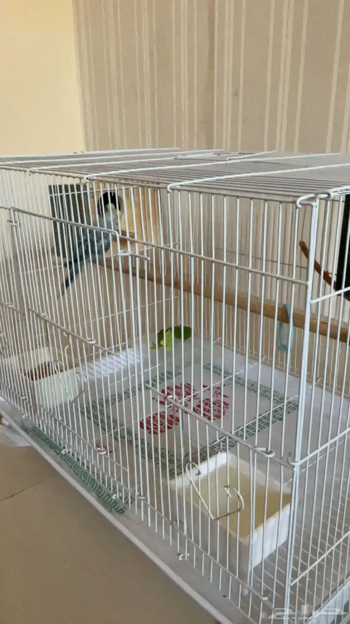 زوج طيور بادجي منتج من قبل بيع مستعجل 2