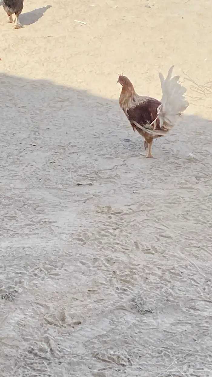 ديك كفو بلدي العمر 5شهور ونص والديك كفو كفو 0